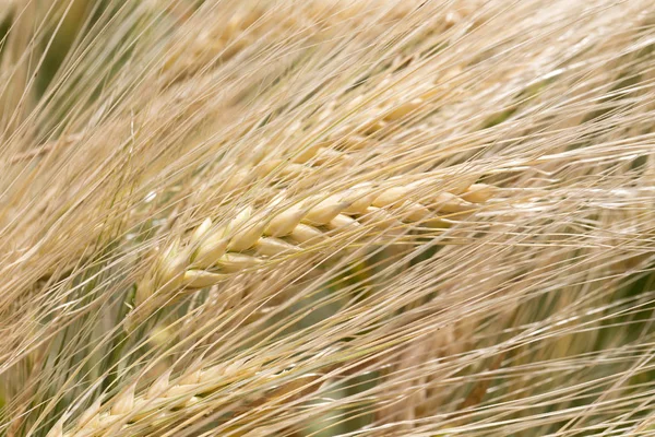 Detail of the Barley Spike — Stock Photo, Image