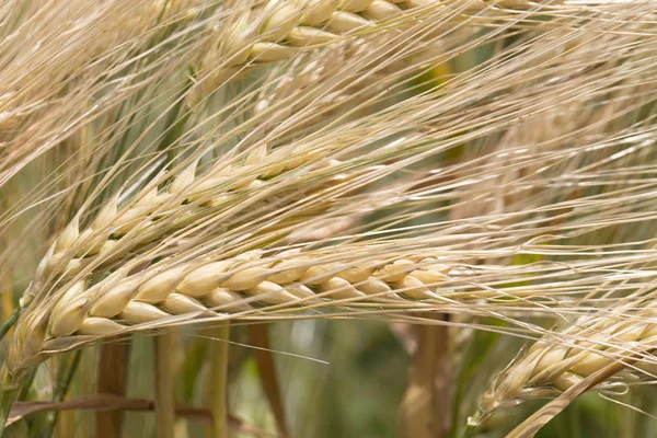 Detail of the Barley Spike — Stock Photo, Image