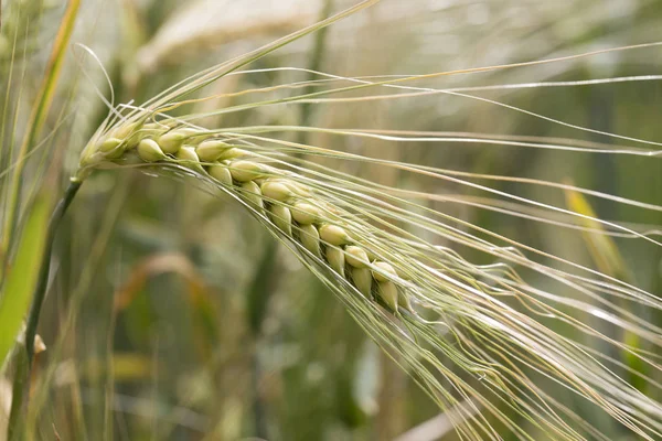 Detail of the Barley Spike — Stock Photo, Image