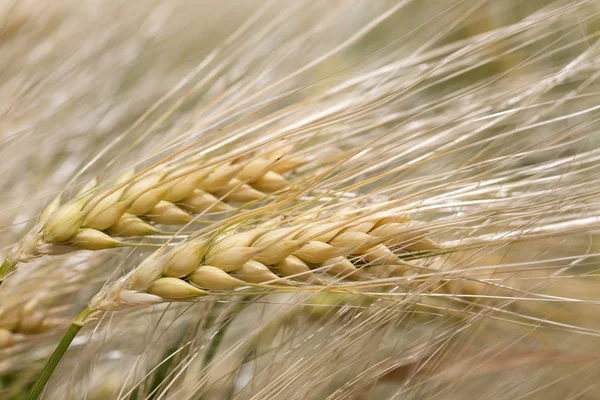 Detail of the Barley Spike — Stock Photo, Image