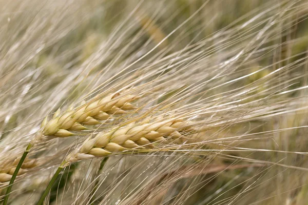 Detail of the Barley Spike — Stock Photo, Image