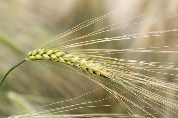 Detail of the Barley Spike — Stock Photo, Image