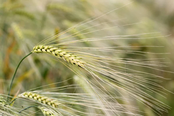 Detail of the Barley Spike — Stock Photo, Image