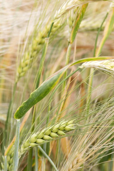 Detail of the Barley Spike — Stock Photo, Image