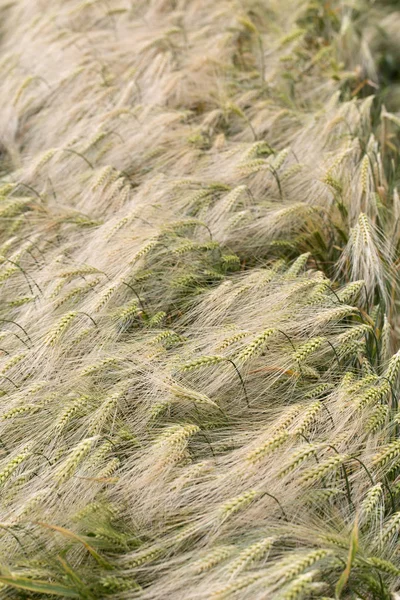 Zomer veld van de gerst — Stockfoto