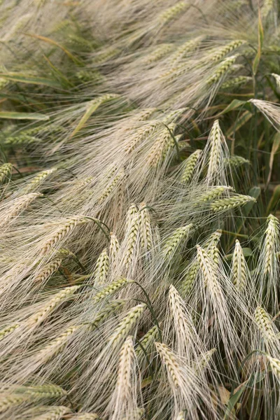 Summer Field of the Barley — Stock Photo, Image