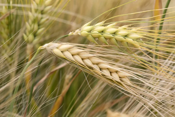 Detail of the Barley Spike — Stock Photo, Image