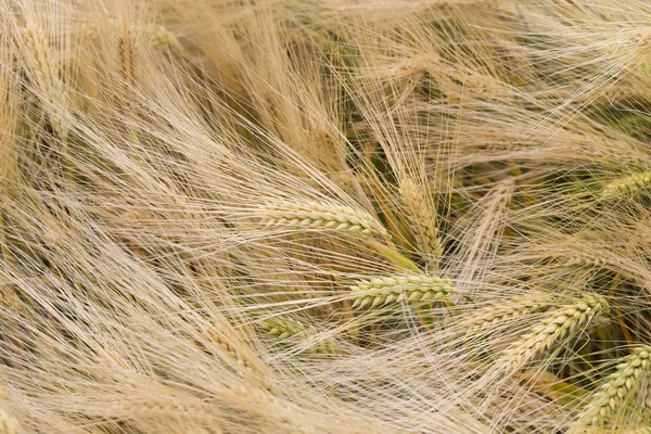 Detail of the Barley Spike — Stock Photo, Image
