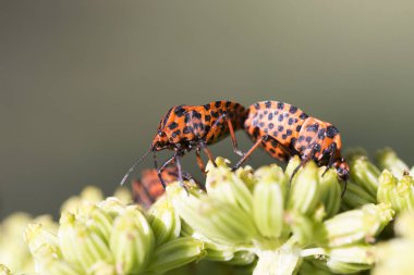 Doğada, Graphosoma lineatum kırmızı hata ayrıntılarını