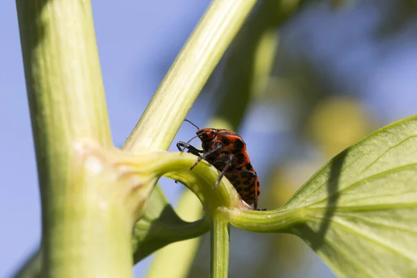 Détail du Bug rouge dans la nature, Graphosoma lineatum — Photo