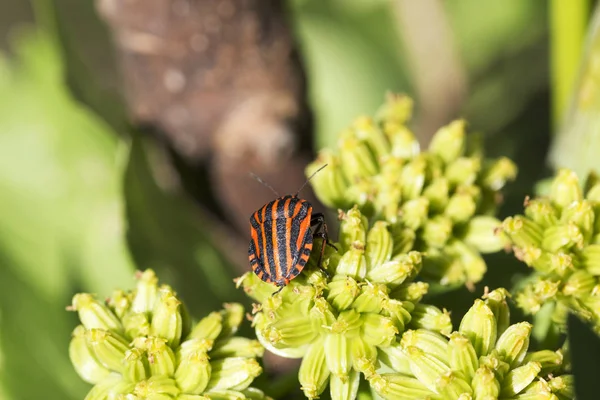 在自然界中，Graphosoma lineatum 的红色小虫的细节 — 图库照片