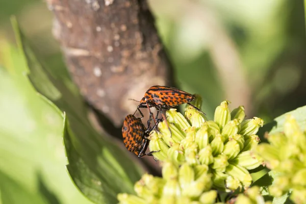 Piros bogár a természetben, csíkos pajzsospoloska részlete — Stock Fotó