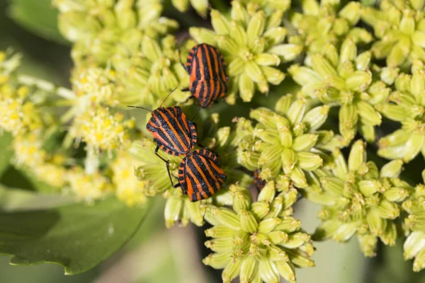 Detail of red Bug in the Nature, Graphosoma lineatum — Stock Photo, Image