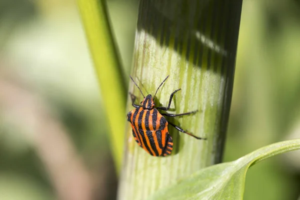 Detail of red Bug in the Nature, Graphosoma lineatum — Stock Photo, Image