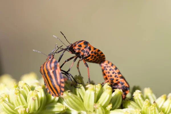 Detail of red Bug in the Nature, Graphosoma lineatum — Stock Photo, Image