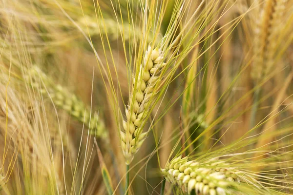 Detail of the Barley Spike — Stock Photo, Image