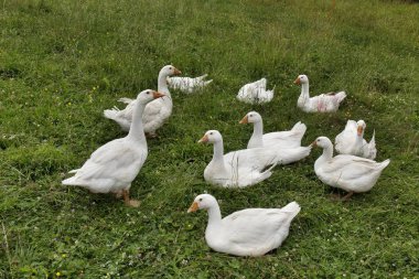 Beskydy kırsal, güzel dağlara Kuzey Bohemia, Çek Cumhuriyeti