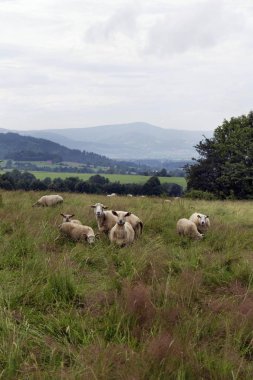 Beskydy kırsal, güzel dağlara Kuzey Bohemia, Çek Cumhuriyeti
