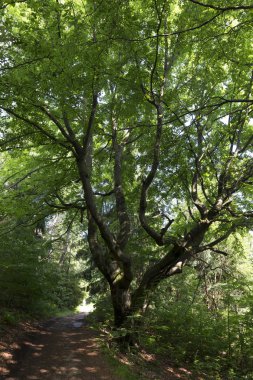 Beskydy, Kuzey Doğu Bohemia, Çek Cumhuriyeti güzel dağlarda kırsal temizleyin