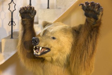 Saldırı pozisyonu yastıklı ayı
