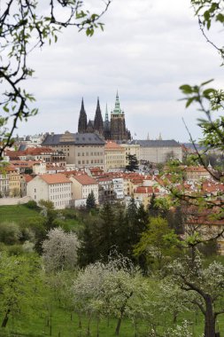 Bahar Prague City ile Gotik Kalesi ve yeşil doğa ve çiçekli ağaçlar, Çek Cumhuriyeti