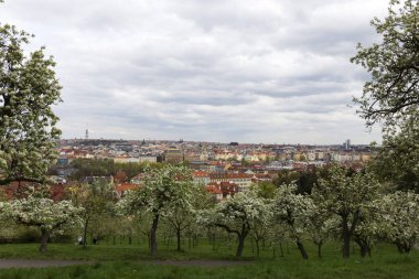 Doğa ve çiçekli ağaçlar, Çek Cumhuriyeti Prag şehir bahar yeşil ile görüntüleyin