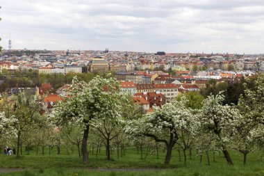 Doğa ve çiçekli ağaçlar, Çek Cumhuriyeti Prag şehir bahar yeşil ile görüntüleyin