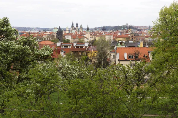 Nézd a Prague City tavasszal a zöld természet és virágzó fák, Cseh Köztársaság — Stock Fotó