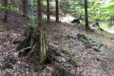 Dağlar Beskydy Kuzey Doğu Bohemia, Çek Cumhuriyeti yaz yeşil kırsal temizleyin