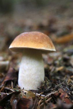 Ormanda beyaz yaz çörek