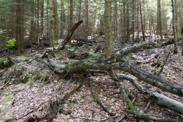 Dağlar Beskydy Kuzey Doğu Bohemia, Çek Cumhuriyeti yaz yeşil kırsal temizleyin