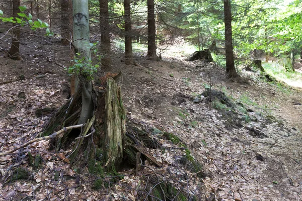 Dağlar Beskydy Kuzey Doğu Bohemia, Çek Cumhuriyeti yaz yeşil kırsal temizleyin