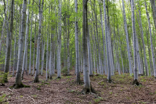 Зніміть зеленої сільської місцевості змішуються з літа Гори Бескиди в Північний схід Богемія, Чеської Республіки — стокове фото