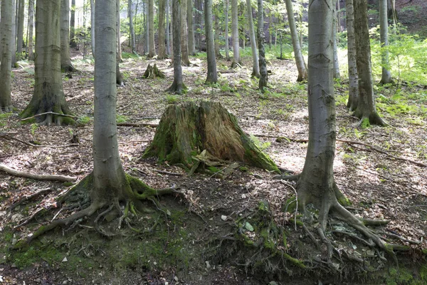 Dağlar Beskydy Kuzey Doğu Bohemia, Çek Cumhuriyeti yaz yeşil kırsal temizleyin
