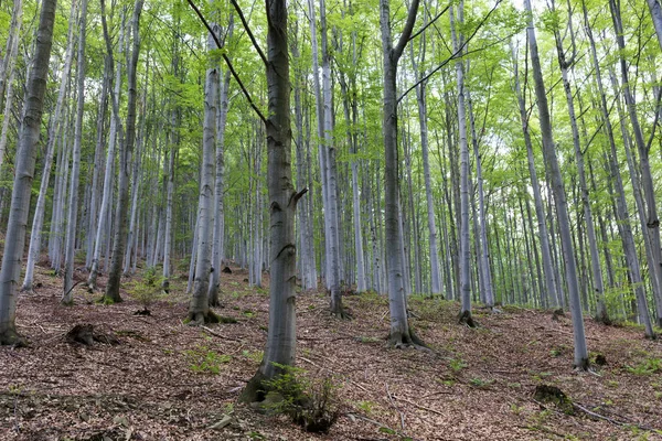 Зніміть зеленої сільської місцевості змішуються з літа Гори Бескиди в Північний схід Богемія, Чеської Республіки — стокове фото