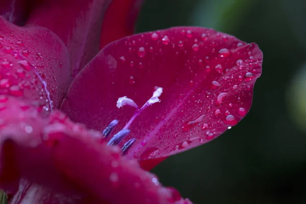 Detalhe do Gladiolus vermelho com gotas de chuva — Fotografia de Stock