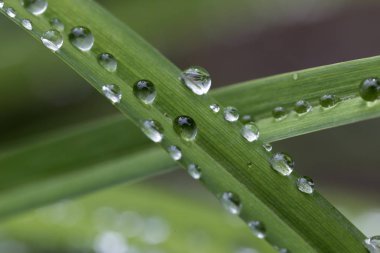 Yağmurdan sonra yeşil yapraklara su damlaları