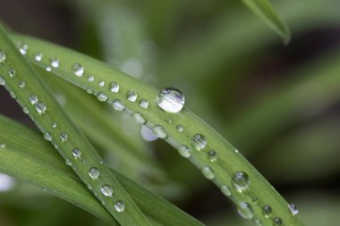 Yağmurdan sonra yeşil yapraklara su damlaları