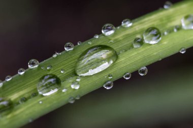 Yağmurdan sonra yeşil yapraklara su damlaları