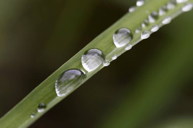 Yağmurdan sonra yeşil yapraklara su damlaları