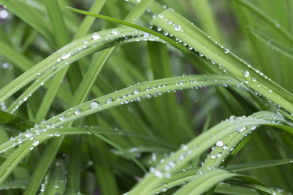 Yağmurdan sonra yeşil yapraklara su damlaları