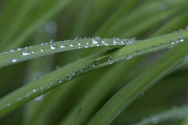 Yağmurdan sonra yeşil yapraklara su damlaları