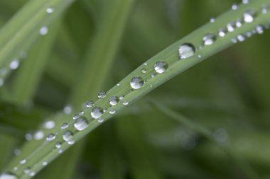 Yağmurdan sonra yeşil yapraklara su damlaları
