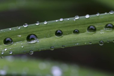 Yağmurdan sonra yeşil yapraklara su damlaları