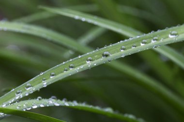 Yağmurdan sonra yeşil yapraklara su damlaları