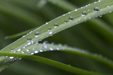 Yağmurdan sonra yeşil yapraklara su damlaları