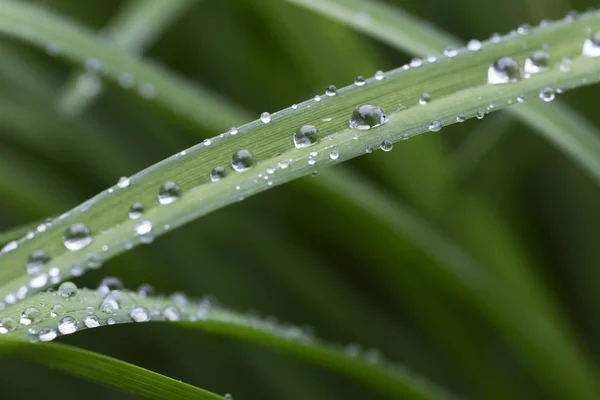 Drops of Water on green Leaves after Rain — Stock Photo, Image