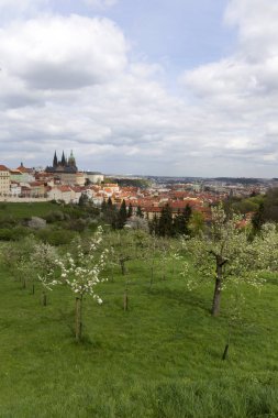 Bahar Prague City ile Gotik Kalesi ve yeşil doğa ve çiçekli ağaçlar, Çek Cumhuriyeti