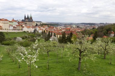 Bahar Prague City ile Gotik Kalesi ve yeşil doğa ve çiçekli ağaçlar, Çek Cumhuriyeti