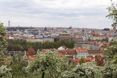 Doğa ve çiçekli ağaçlar, Çek Cumhuriyeti Prag şehir bahar yeşil ile görüntüleyin